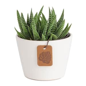 Haworthia Indoor Succulent Plant in 4 in. Ceramic Planter, Avg. Shipping Height 5 in. Tall
