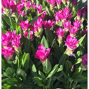 2.5 Qt. Curcuma Siam Plant Purple Flowers in 6.33 In. Grower's Pot (4-Plants)