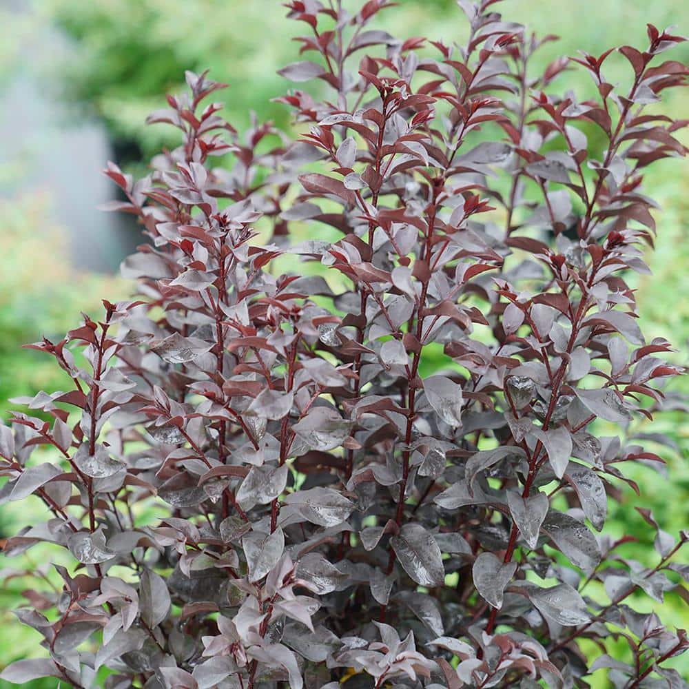 2 Gallon Red Center Stage Crape Myrtle Shrub