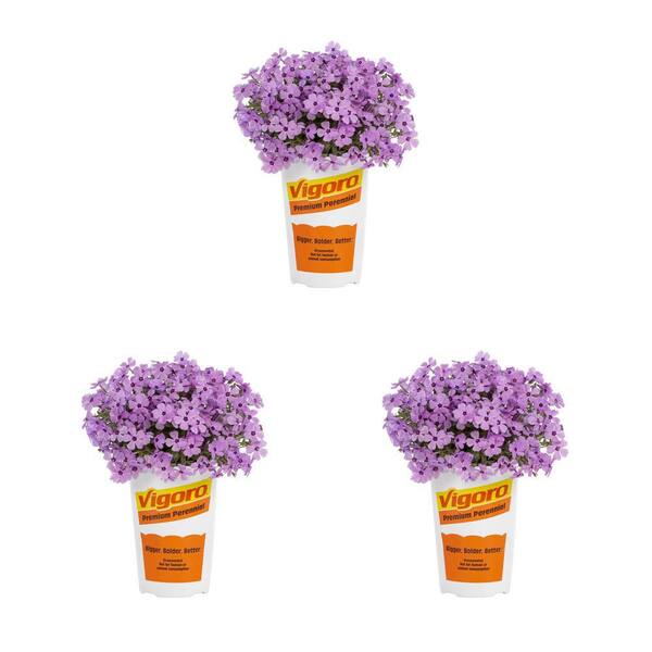 Vigoro 2 qt. Phlox Divaricata Woodlander Rose Perennial Plant (3-Pack)