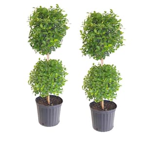 Eugenia Topiary Shrub Live Outdoor Tree in 9.25 in. Grower (Pot 2-Pack)