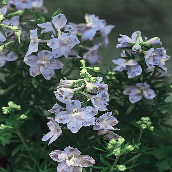METROLINA GREENHOUSES #5 1 Qt. Summer Blues Purple Larkspur Plant