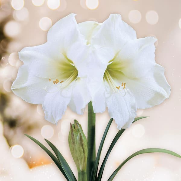 White Christmas Flower online