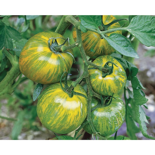 Back to the Roots Organic Green Zebra Tomato Seed 46077F - The