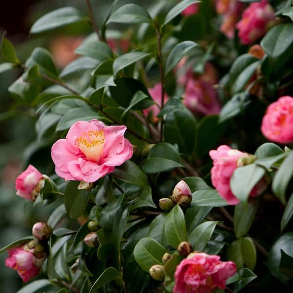 Perfect Plants 3 Gal. Debutante Camellia Shrub in Grower's Pot With Frilly Pink  Flowers THD00515 - The Home Depot