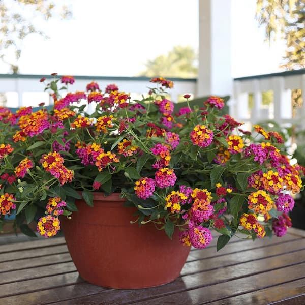 national PLANT NETWORK 2.5 in. Lantana Bloomify PassionFruit Plant