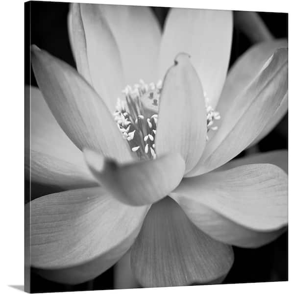 GreatBigCanvas "In Full Bloom II" by Dream On Photography Canvas Wall Art