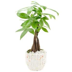 5 in. Money Tree Speckled Splash White Ceramic Planter