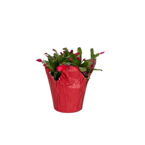 Costa Farms 4 in. Zygo Christmas Cactus Holiday Plant in Pot Cover