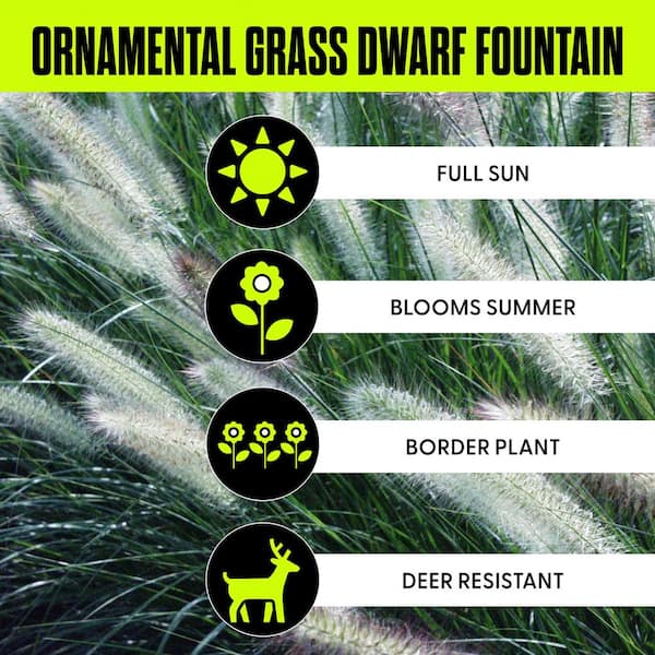 Ornamental Grass Dwarf Fountain One 3.25 in. Dormant Potted Plant