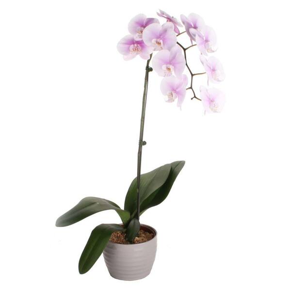 Costa Farms Orchid 6 in. Phalaenopsis in Ceramic Pot