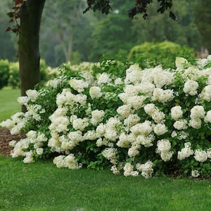 2 Gal. Bobo Hydrangea Shrub with White to Pink Flowers