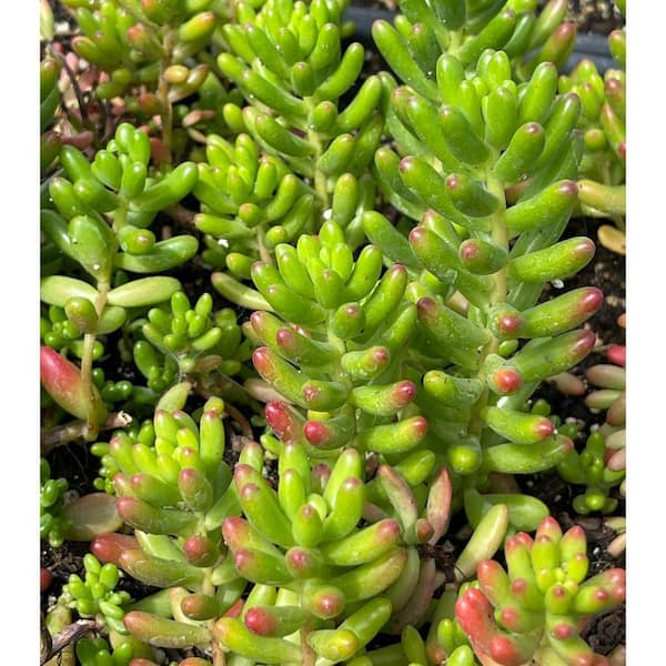 home plant accessories Small Garden Tools For Indoor Plants Gardening Sustainable Gifts Set –  Kiizys main image 0