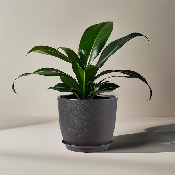 CONCORDIA KRONOS LLC Plant Pot 10 in./9 in./8 in., Black Plastic