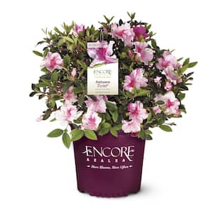 5 Gal. Autumn Twist Azalea Shrub with Bi-Color and Occasional Solid Purple Blooms and Rich Green Foliage