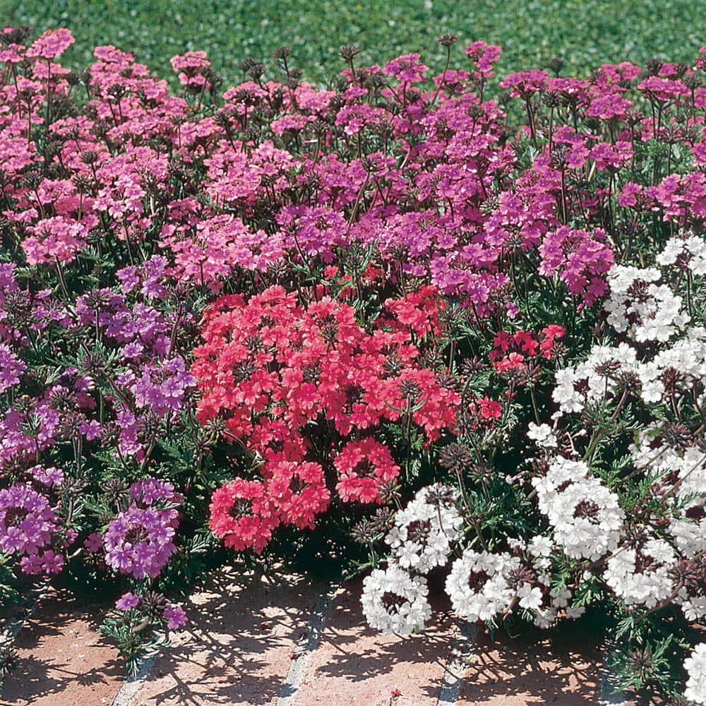 1.88-Pint Mixed (Verbena) Vervain Plant (8-Pack) 1868 - The Home Depot