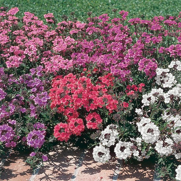 1.23 Gal. Mixed (Verbena) Vervain Hanging Basket 1868 - The Home Depot