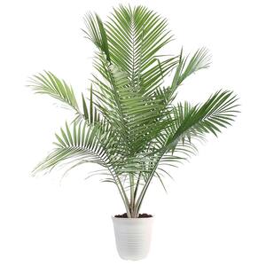 13 in. Ravenea Majesty Palm Plant in White Plastic Deco Pot