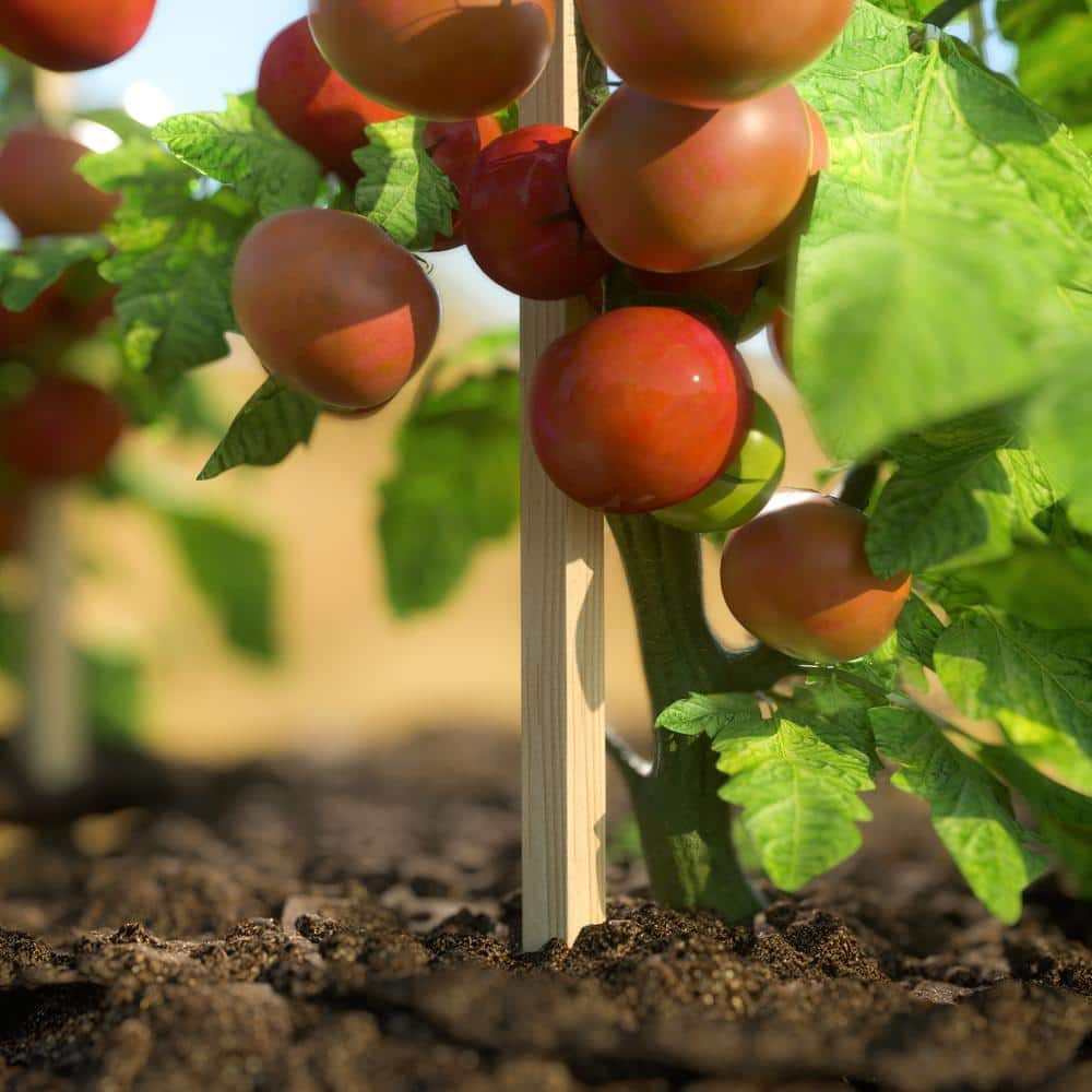 Cedar 16-Inch Garden and Survey Stakes Pack