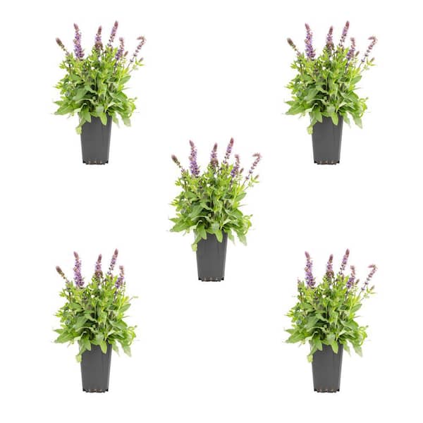 METROLINA GREENHOUSES 1.5 PT. Salvia New Dimension Blue Perennial Plant (5-Pack)
