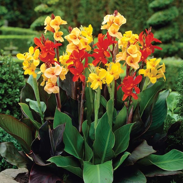 VAN ZYVERDEN Van Zyverden Cannas Giant Tall Mixed Set of 3 Bulbs