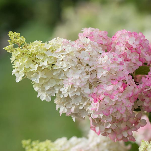 1 Gal. Berry White Hydrangea Flowering Shrub with White Flowers Fading to Dark Pink Flowers (2-Pack)