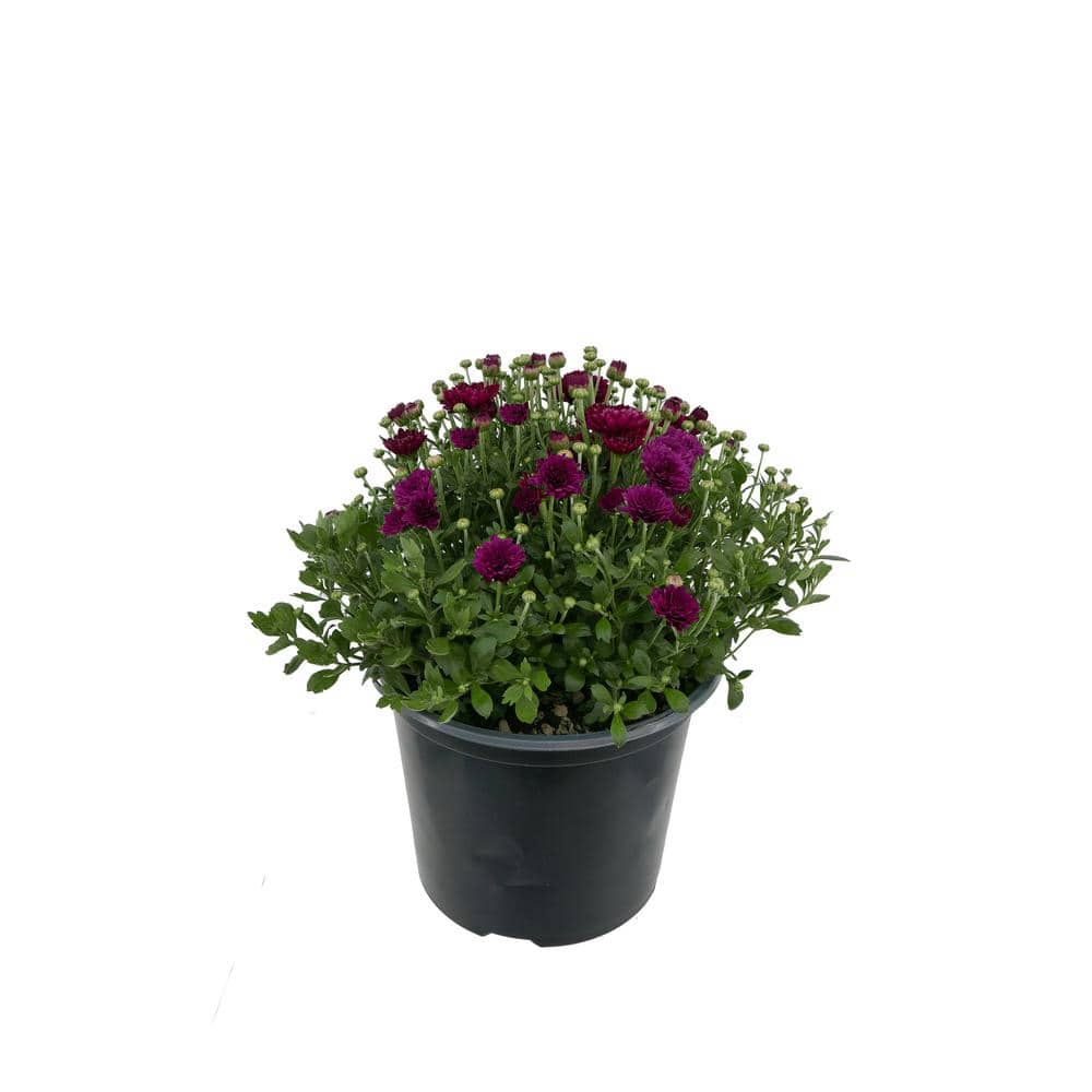 Perennial Mum Purple 3.0 QT (2-Pack)