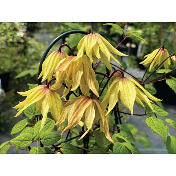 Proven Winners 4.5" Qt. Funyella Clematis (Clematis) Live Flowering Shrub with Yellow Flowers
