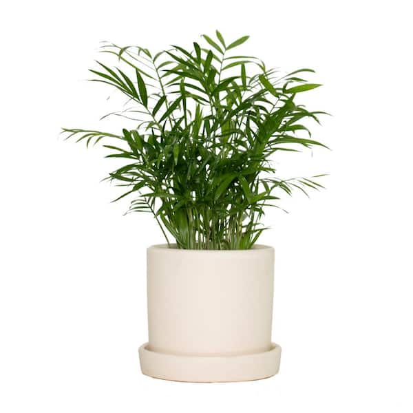 The Sill Medium Hyde Planter in Cream