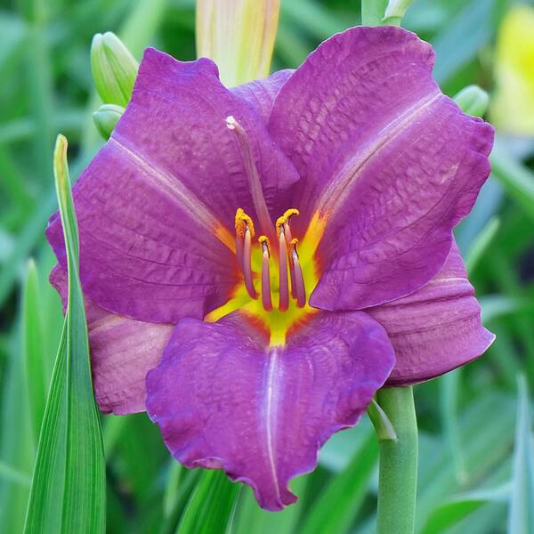 Spring Hill Nurseries 2.50 Qt. Pot Mary Reed Daylily (Hemerocallis), Live Perennial Plant, Purple Flowering (1-Pack)