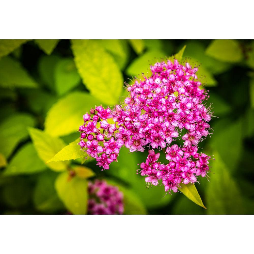 Image of Spiraea japonica Goldflame shrub in bloom, single flower