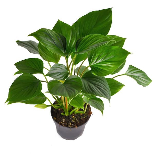 Homalomena HR6 【K0522-f3】 Homalomena HR6 【K0522-f3】 Homalomena