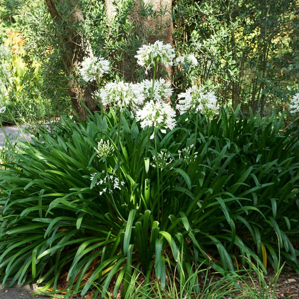 VAN ZYVERDEN Agapanthus White Roots (Set of 3) 83822 - The Home Depot