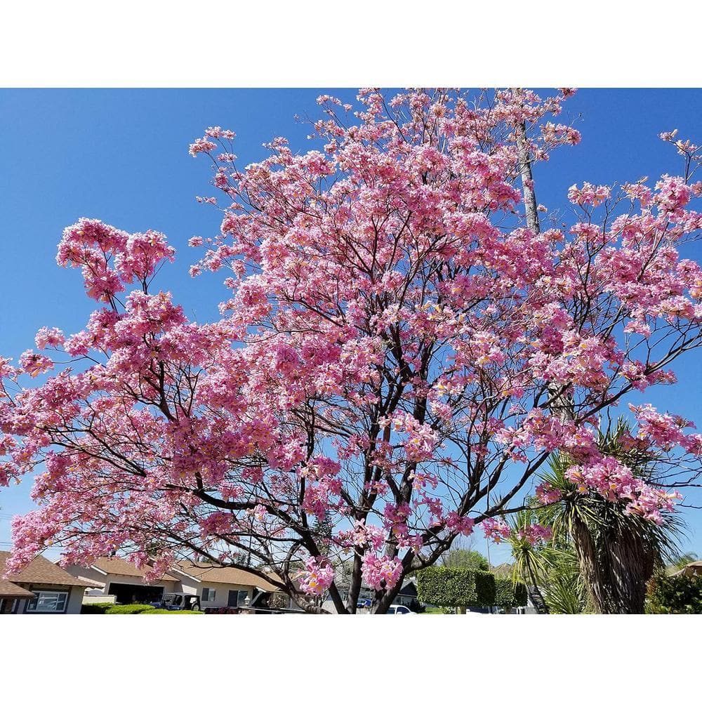 Wekiva Foliage Pink Tabebuia Trumpet Tree-Live Plant in a 3 Gallon