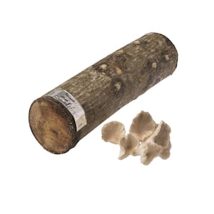 12 in. Oyster Mushroom Log