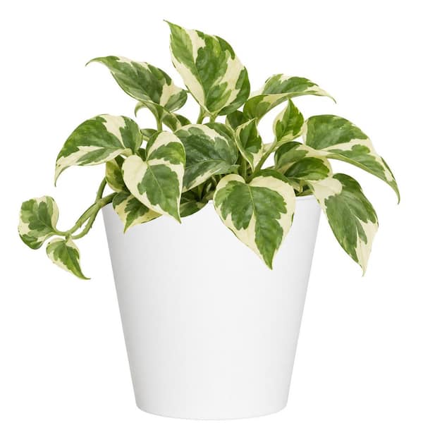 4 in. N'Joy Pothos Live Indoor Plant in White Decor Pot
