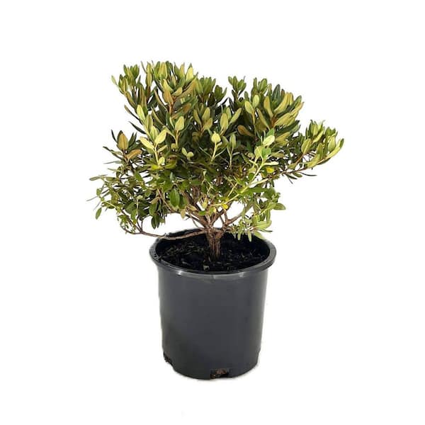 2.5 qt. Purple Gem Rhododendron (Rhododendron x 'Purple Gem') Evergreen Shrub with Purple Flowers in Spring 1 Each