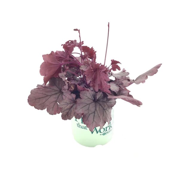 Plants That Work Coral Bell (Heuchera) Spellbound