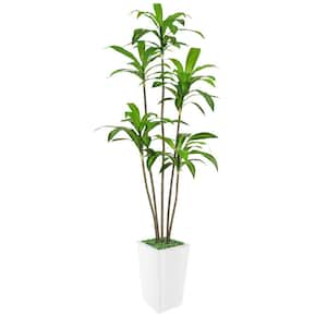 7 ft. Artificial Dracaena Tree in Pot with Realistic Leaves & Natural Wood Trunk