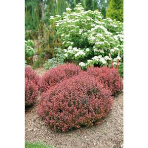 2 Gal. Sunjoy Mini Maroon Barberry Plant with Deep Purple-Red Foliage