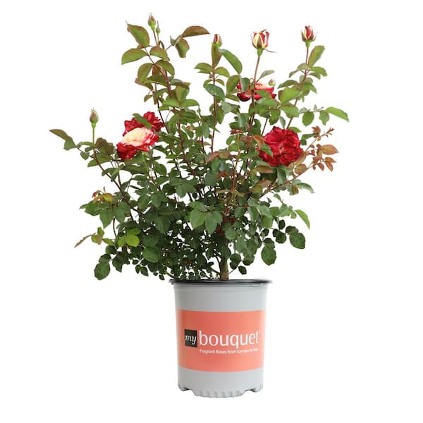 ALTMAN PLANTS My Bouquet 8 qt. Rose Creamy White Blossom With Red Edges ...