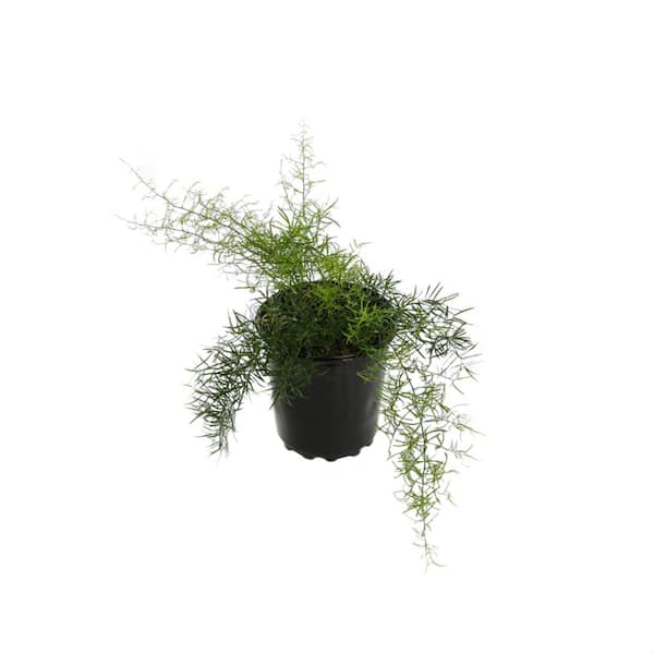 Unbranded 2.5 Qt. Fern Asparagus Sprengeri Plant