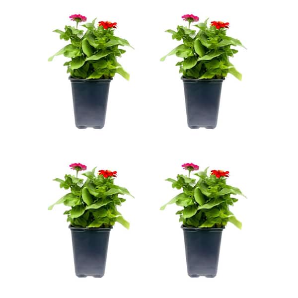 Unbranded Annual Zinnia Mix 1.0 PT - (4-Pack)