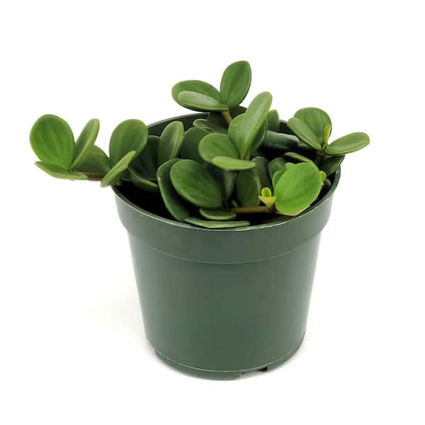 national PLANT NETWORK 4 in. Peperomia Hope Plant in Grower Containers (3-Pack)