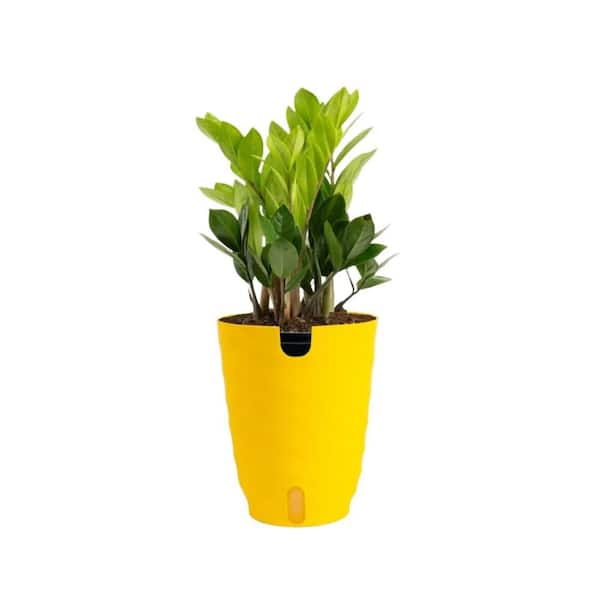 Vigoro Zamioculas Zamiifolia Indoor ZZ Plant in 6 in. Self