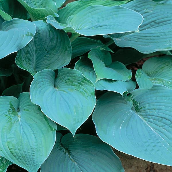 Unbranded #1 True Blue Hosta Plant