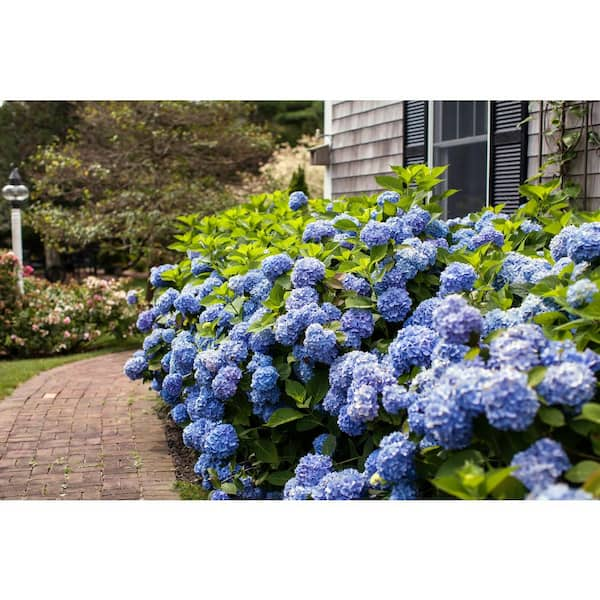 Endless Summer 2 Gal. The Original Reblooming Hydrangea Flowering