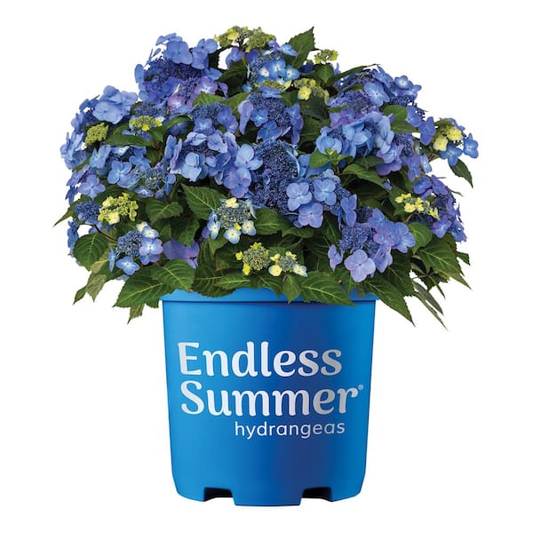 Endless Summer 1.0 gal. Pop Star Hydrangea Perennial Plant with Pink or Blue Flowers (1-Pack)