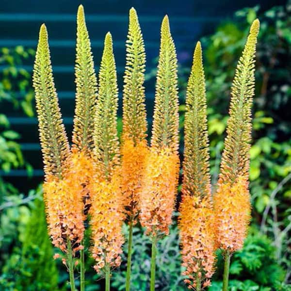 Breck's Orange Flowers Cleopatra Foxtail Lily (Eremurus) Bulbs (3-Pack)