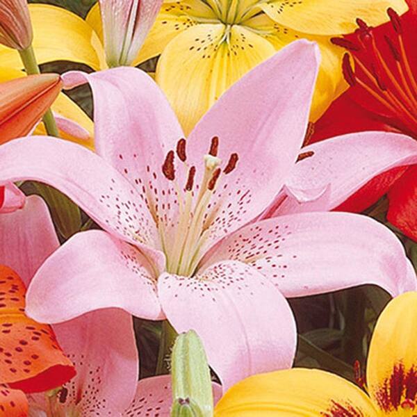 Van Bourgondien Asiatic Lily Rosella's Dream Bulbs (25-Pack)